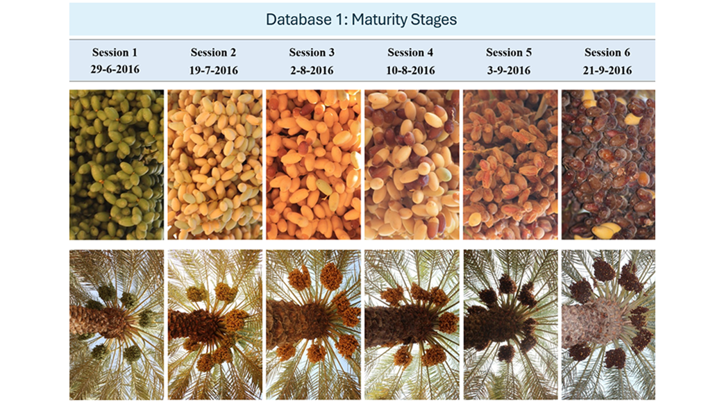 Dataset: Date Fruit Dataset for Automated Harvesting
